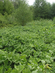 Petasites radiatus