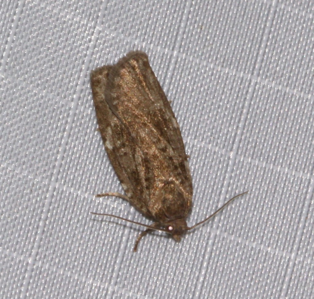 Spruce Budworm Moth from Québec, Canada on July 02, 2021 at 11:35 PM by ...