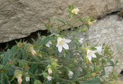 Campanula pallida