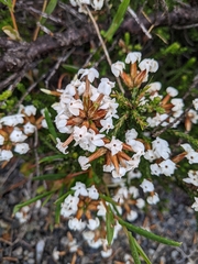Lysinema