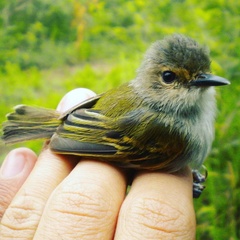 Poecilotriccus latirostris