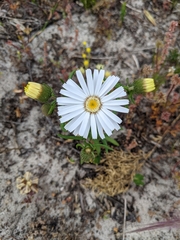 Asteridea pulverulenta