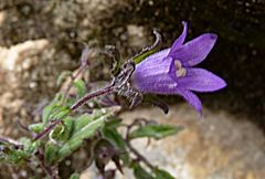 Campanula pallida