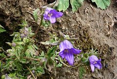 Campanula pallida