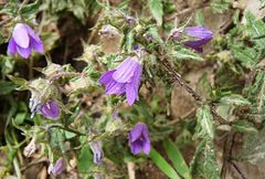 Campanula pallida