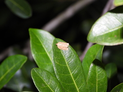 Adoxophyes privatana