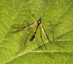 Ptychoptera lacustris