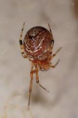 Parasteatoda cingulata