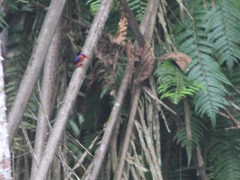 Corythornis leucogaster