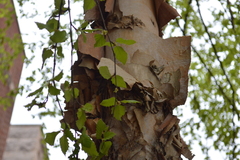 Betula nigra