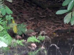 Canirallus oculeus