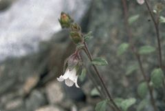 Campanula pallida
