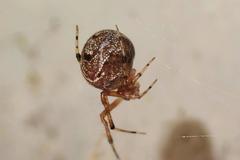 Parasteatoda cingulata