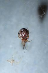 Parasteatoda cingulata