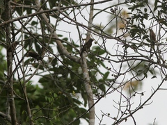 Gymnobucco peli