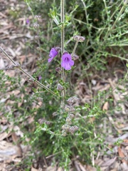 Prostanthera hirtula