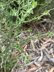 Prostanthera hirtula