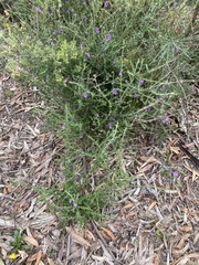 Prostanthera hirtula