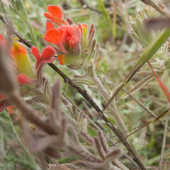 Castilleja foliolosa