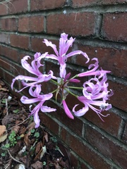 Nerine bowdenii