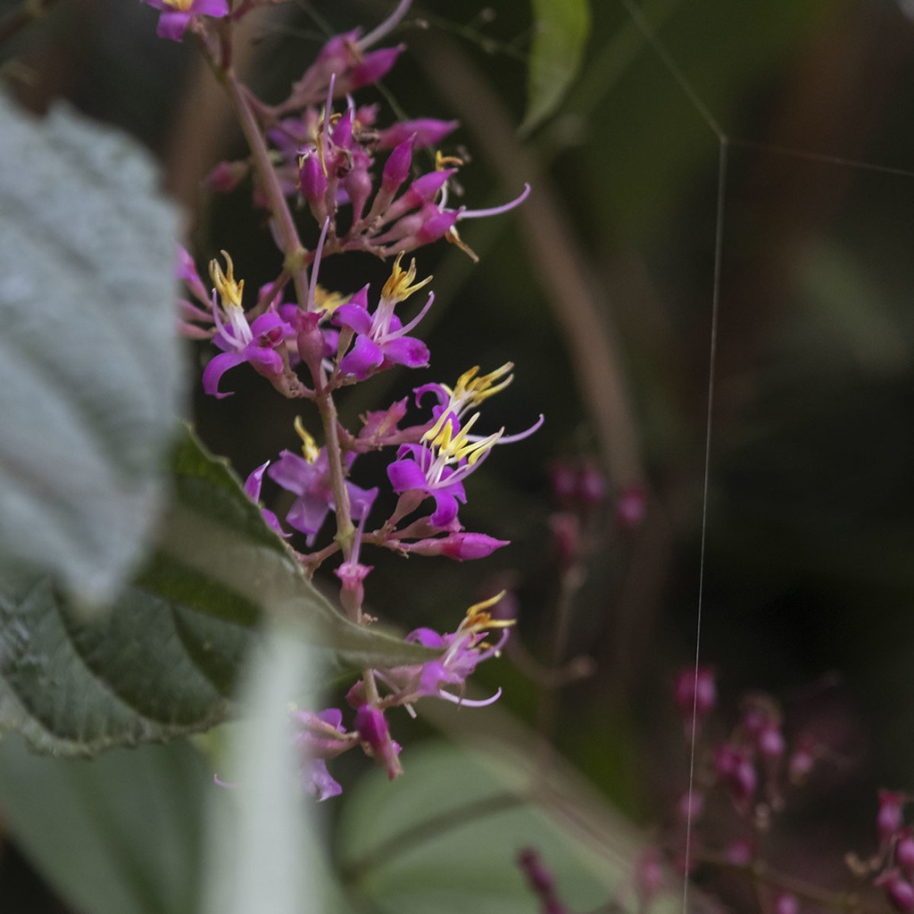 Oxyspora vagans (Oxyspora vagans)