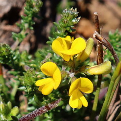 Aspalathus juniperina