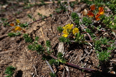Aspalathus juniperina