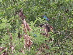 Lamprotornis purpureus
