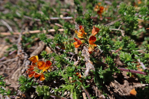 Image of Aspalathus divaricata by (c) Diana Studer, some rights reserved (CC BY)