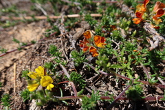 Aspalathus juniperina