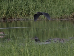 Egretta ardesiaca