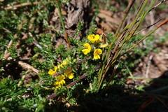 Aspalathus juniperina