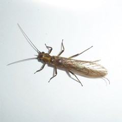Anacroneuria
