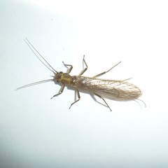 Anacroneuria