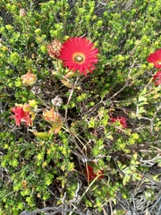 Drosanthemum lavisii