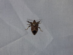 Eocanthecona concinna