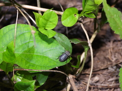 Gonocephalum subspinosum