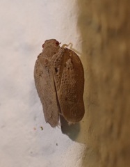 Melormenis