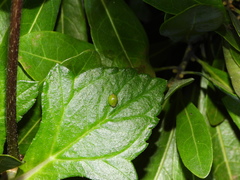 Hemisphaerius lysanias