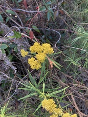 Cassinia aureonitens