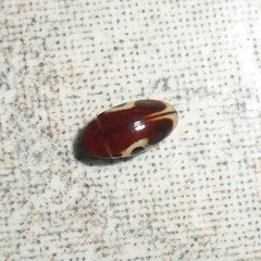 Chelonarium ornatum