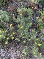 Cassinia aureonitens