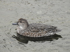 Anas crecca