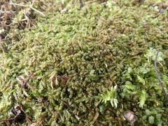 Liochlaena lanceolata