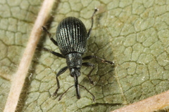 Ischnopterapion virens
