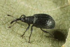 Ischnopterapion virens