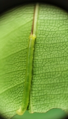 Enpinanga borneensis