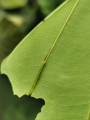 Enpinanga borneensis