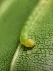Enpinanga borneensis