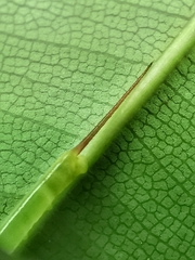 Enpinanga borneensis